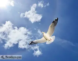 تایل سقفی 60*60 آسمان مجازی بنی دکو مدل LX 5581