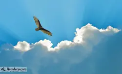 تایل سقفی 60*60 آسمان مجازی بنی دکو مدل LX 5730