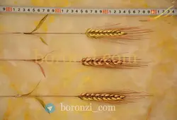 خوشه گندم ۲۰ دانه ای برنجی ومسی