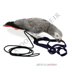 جلیقه پرواز پرنده