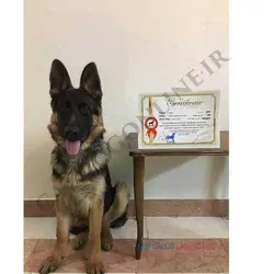 مربی سگ در تهران آقای جلیلی | پت شاپ کت داگ آنلاین