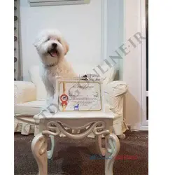 مربی سگ در تهران آقای جلیلی | پت شاپ کت داگ آنلاین