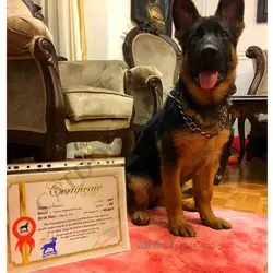 مربی سگ در تهران آقای جلیلی | پت شاپ کت داگ آنلاین