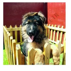 پانسیون حیوانات در شیراز 2 | پت شاپ اینترنتی کت داگ آنلاین