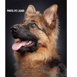 آتلیه عکاسی حیوانات در اصفهان _ عکاسی حرفه ای 1