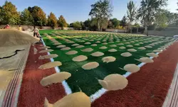 مشخصات، قیمت و خرید شن سیلیس | چمنزار