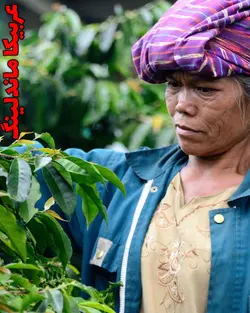 قهوه ماندلینگ سوماترا تازه برشت مدیوم