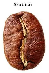 قهوه دان روبوستا برزیل - کافی کالا