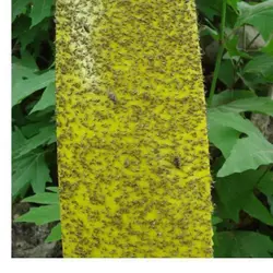 کارت زرد جذب کننده حشرات / چسب حشره کش بیولوژیک