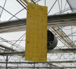 کارت زرد جذب کننده حشرات / چسب حشره کش بیولوژیک