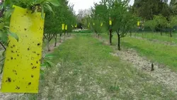 کارت زرد جذب کننده حشرات / چسب حشره کش بیولوژیک