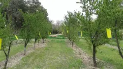 کارت زرد جذب کننده حشرات / چسب حشره کش بیولوژیک