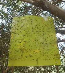 کارت زرد جذب کننده حشرات / چسب حشره کش بیولوژیک