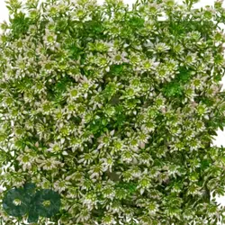 گرین وال سبز خورشیدی سفید