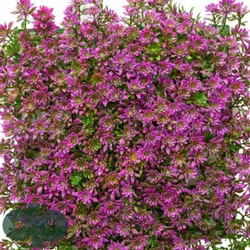 گرین وال سبز خورشیدی بنفش