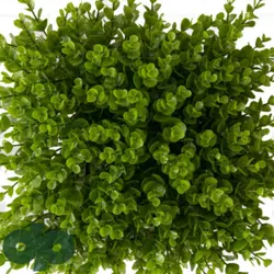 گرین وال شمشاد 100