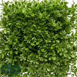 گرین وال شبدر 100