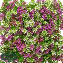 گرین وال سبز خورشیدی سفید بنفش