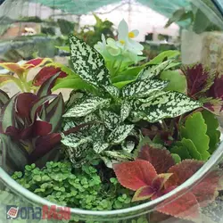 تراریوم خانگی | فروشگاه اینترنتی دونامال