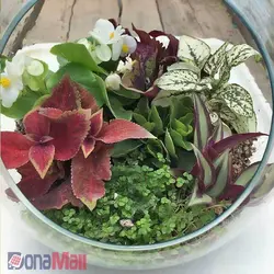 تراریوم خانگی | فروشگاه اینترنتی دونامال