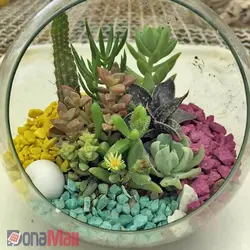 تراریوم خانگی | فروشگاه اینترنتی دونامال