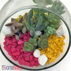 تراریوم خانگی | فروشگاه اینترنتی دونامال