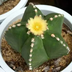 کاکتوس آستروفیتوم | فروشگاه اینترنتی دونامال