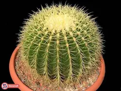 کاکتوس اچینو Echinocactus | فروشگاه اینترنتی دونامال