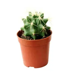 کاکتوس اچینو Echinocactus | فروشگاه اینترنتی دونامال