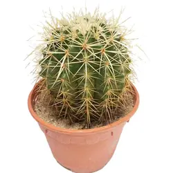 کاکتوس اچینو Echinocactus | فروشگاه اینترنتی دونامال