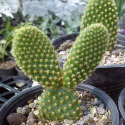 کاکتوس اُپونتیا میکروداسیس | فروشگاه اینترنتی دونامال