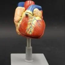 مولاژ قلب انسان ماکت قلب