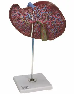 مدل (مولاژ) کبد و کیسه صفرا