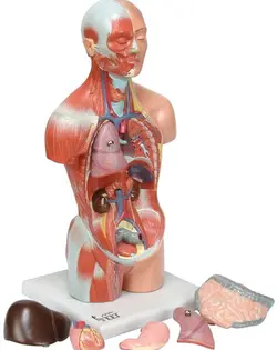 مولاژ (مدل) آناتومی نیم تنه بدن انسان با ماهیچه ۱/۴ اندازه طبیعی