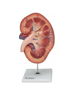 مدل (مولاژ) کلیه راست یک تکه