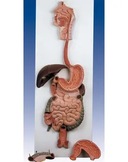 مدل (مولاژ) دستگاه گوارش