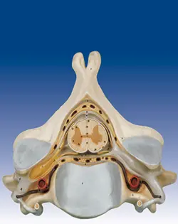 مدل (مولاژ) پنجمین مهره گردن