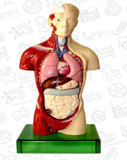 مولاژ آناتومی نیم‌تنه بدن انسان ۱/۵ اندازه طبیعی