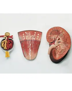 مدل (مولاژ) کلیه سه تکه پلاستیکی (کلیه -نفرون-جسمک کلیوی)