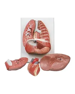 مدل (مولاژ) قفسه سینه