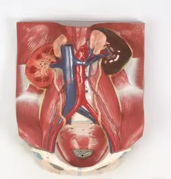 مدل (مولاژ) دستگاه دفع ادراری ۴ تکه ( دراندازه طبیعی)