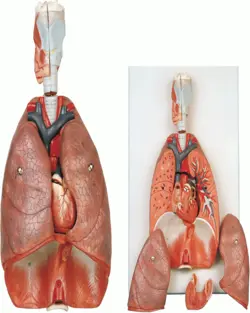 مدل (مولاژ) دستگاه تنفسی