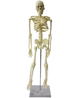 مدل (مولاژ) اسکلت انسان کوچکتر از اندازه طبیعی