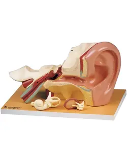 مدل (مولاژ) گوش ۴ تکه