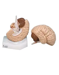 مدل (مولاژ) مغز 2 تکه