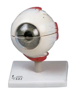 مدل (مولاژ) کره چشم