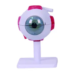 مولاژ کره چشم 10 برابر اندازه طبیعی