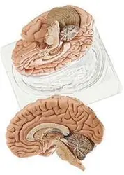 مولاژ مغز انسان (۲ قسمتی) اندازه طبیعی