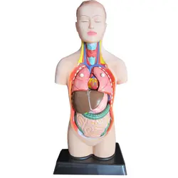 مولاژ مینی نیم تنه ساده( 1/4 اندازه طبیعی)