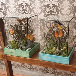 تراریوم پروانه بزرگ سایز2